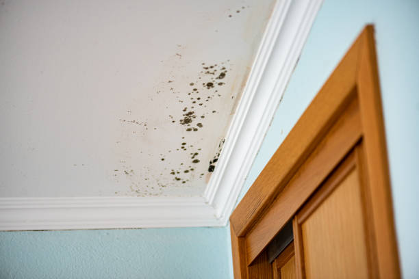 Best Commercial Mold Removal  in Eatontown, NJ