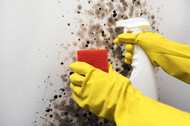 Certified Mold Removal in Eatontown, NJ