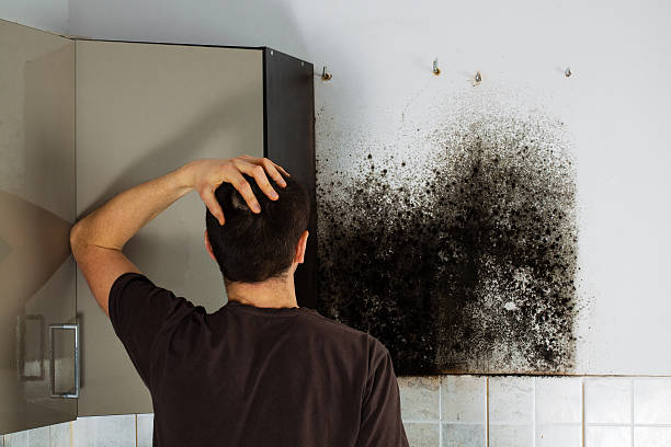 Best Local Mold Removal Service  in Eatontown, NJ