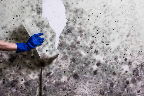 Best Mold Removal Company Near Me  in Eatontown, NJ