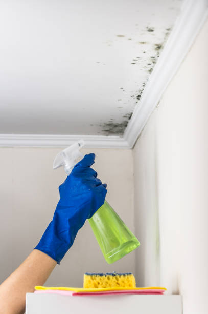 Best Certified Mold Removal  in Eatontown, NJ